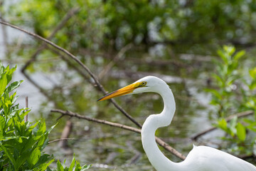 Closeup of White Egret with curved neck