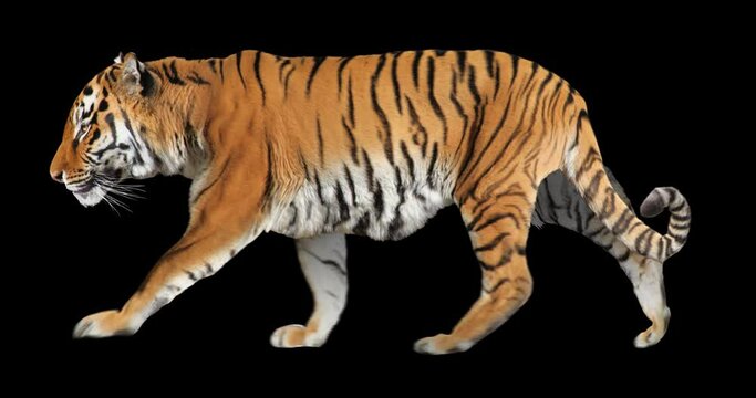 Tiger walking realistic animation. Isolated animal video including alpha channel allows to add background in post-production. Element for visual effects.