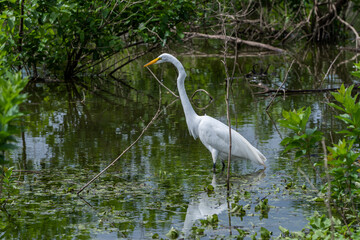 White Egret wading over reflection