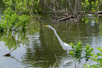 White Egret wading in brush filled lake