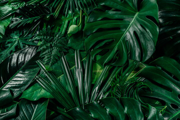 Obraz na płótnie Canvas Creative tropical green leaves layout. Nature spring concept. Flat lay.