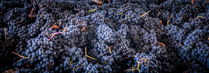 grapes harvested in the vine yards ready to be taken to the winery to make wine
