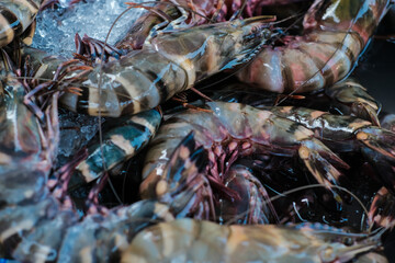 Feresh tiger prawn shrimp sell in fishery market