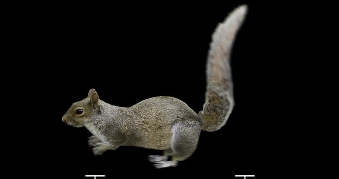 Squirrel running realistic animation. Isolated animal video including alpha channel allows to add background in post-production. Element for visual effects.