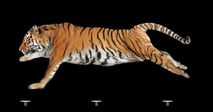 Tiger running realistic animation. Isolated animal video including alpha channel allows to add background in post-production. Element for visual effects.