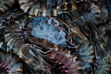 Feresh tiger prawn shrimp sell in fishery market