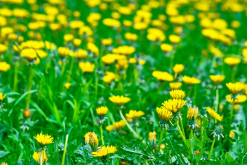 Meadow with yellow dandelions. general plan color