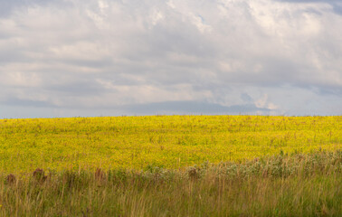 Sowing and planting of soybeans in the final stage of maturation and ready for harvest