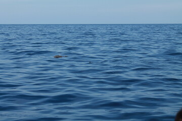 Obraz premium Sea bird and dolphins