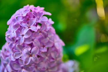 Close up beautiful lilac flowers blur background