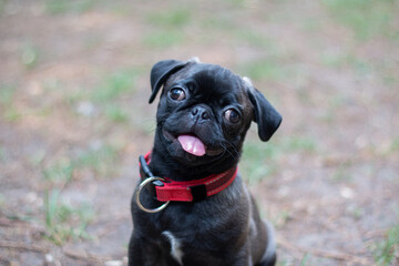 Teo, perro pug.