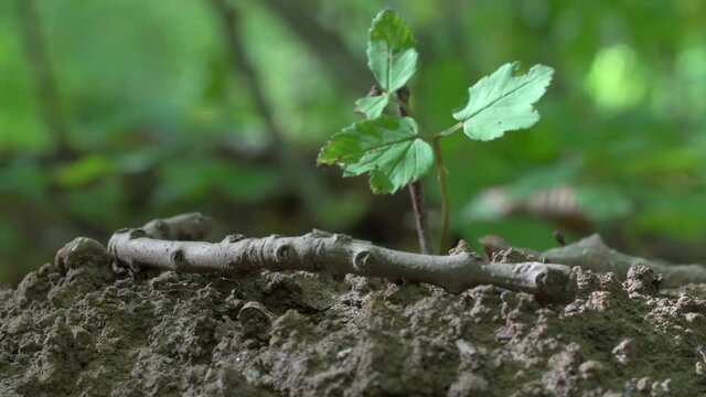 Close-up lockdown shot of stick by small plant growing on dirt in forest - Steigerwald, Germany