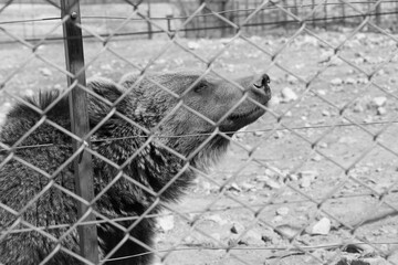 a wild bear in the zoo cage