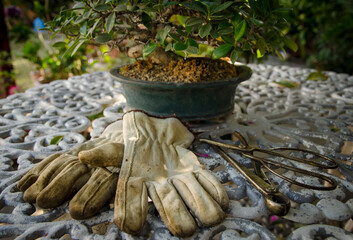 Bonsai and tools over the table