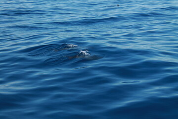 Sea bird and dolphins