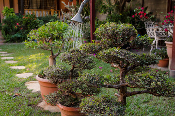 Fototapeta na wymiar Watering a group of bonsais 