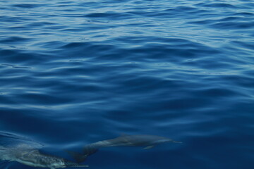 Naklejka premium Sea bird and dolphins