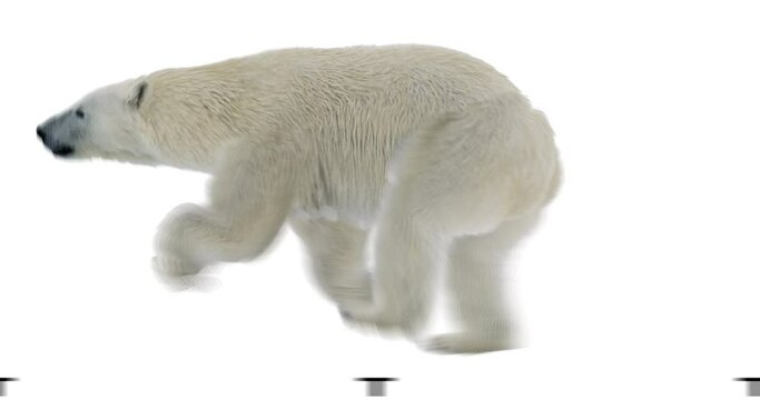 Polar white bear running realistic animation. Isolated white arctic animal video including alpha channel allows to add background in post-production. Element for visual effects.