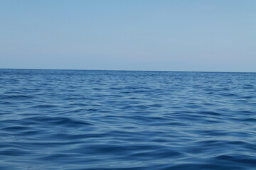 Obraz premium Sea bird and dolphins