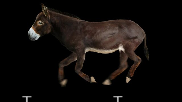Donkey running realistic animation. Isolated animal video including alpha channel allows to add background in post-production. Element for visual effects.