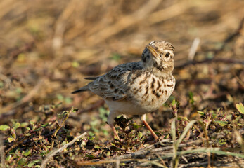 Closeup of a Crested Lark