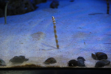 海底の砂地から頭を出すニシキアナゴ