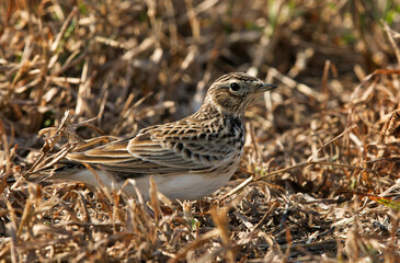 Fototapeta premium Eurasian Skylark