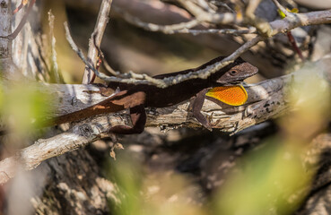 tropical anole lizard