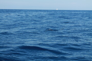 Obraz premium Sea bird and dolphins