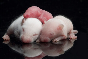 547 Ferret Animal Albino Wall Murals Canvas Prints Stickers Wallsheaven