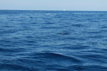 Obraz premium Sea bird and dolphins