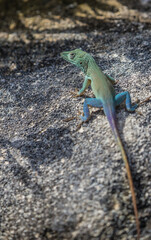 tropical anole lizard