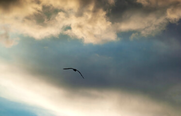 bird flying in the sky