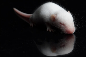 547 Ferret Animal Albino Wall Murals Canvas Prints Stickers Wallsheaven