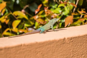 tropical anole lizard