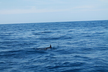 Naklejka premium Sea bird and dolphins