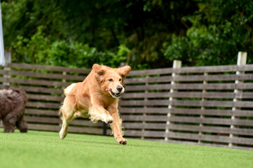 Naklejka premium ドッグランで遊ぶゴールデンレトリバー