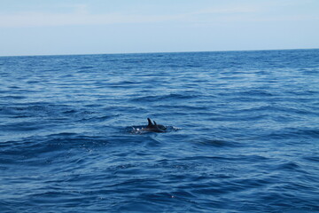 Fototapeta premium Sea bird and dolphins