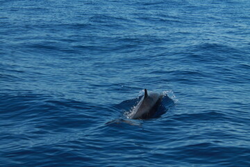 Fototapeta premium Sea bird and dolphins