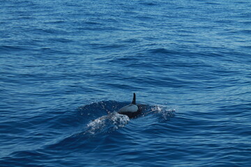 Naklejka premium Sea bird and dolphins