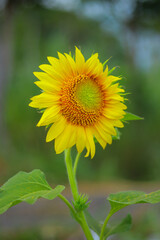 sunflower in the garden