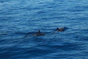 Naklejka premium Sea bird and dolphins