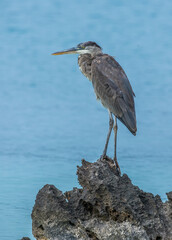 great blue heron on perch