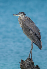 great blue heron on perch