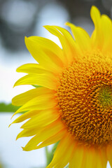 sunflower of the sun