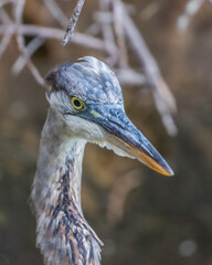 great blue heron fishing