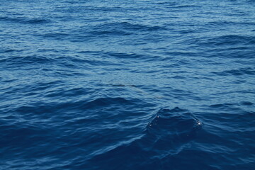 Sea bird and dolphins