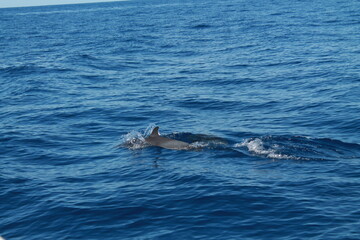 Obraz premium Sea bird and dolphins