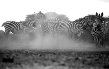 Fototapeta na wymiar A heard of Zebra (Equus quagga) near a waterhole. Black and White.