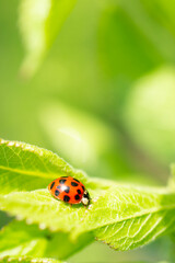 Green fresh grass leaves with selective focus and ladybug in focus during positive sunny day, vertical orientation blurred nature background.